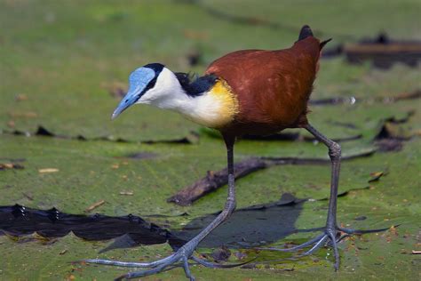 African Jacana (Birds of Accra) · iNaturalist