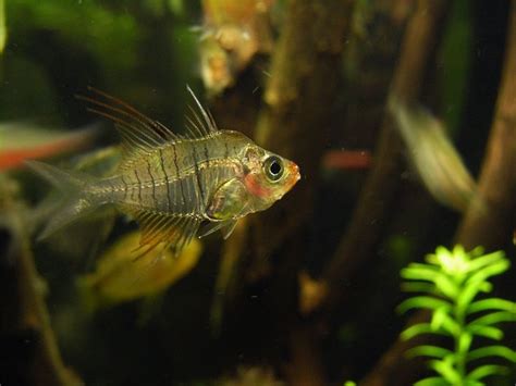 Gymnochanda filamentosa, FRASER-BRUNNER, 1955. Long filamented Glassfish. | Aquarium fish ...