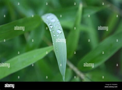 Rain drops on leaves Stock Photo - Alamy