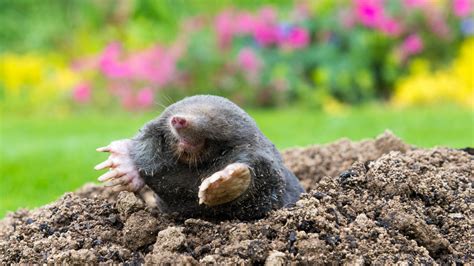 Plants That Moles Eat