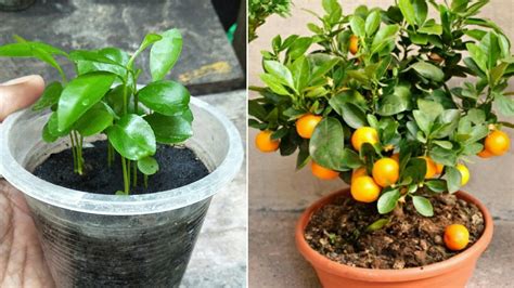 How to grow mandarin tree from seeds | fast and easy way - YouTube