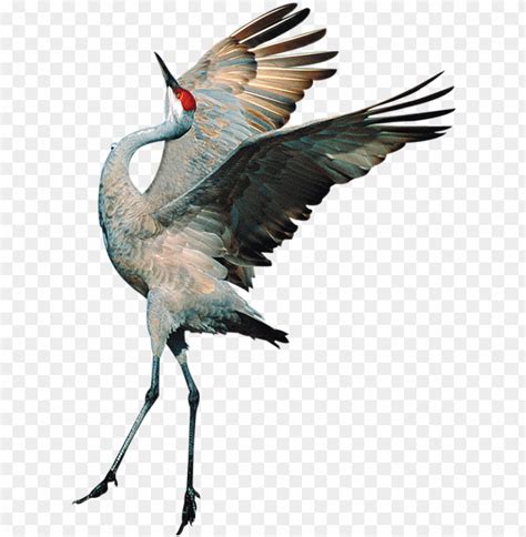 Free download | HD PNG sandhill crane clipart transparent transparent background crane bird PNG ...