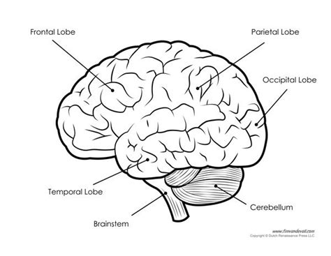 Human Brain Diagram - Labeled, Unlabeled, and Blank