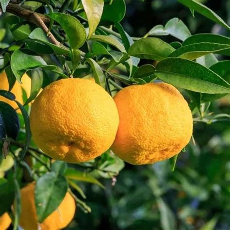 Citrus Yuzu - Granton Plants Hobart