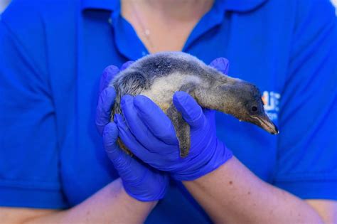 England's Only Gentoo Penguin Chicks Have Just Been Born In London