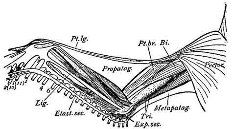 bird wing muscles - Google Search | Bird wings, Muscle anatomy, Anatomy