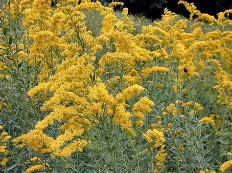 Nebraska State Bird And Flower