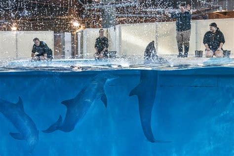 Dolphins on display at Minnesota Zoo for first time in a decade | MPR News