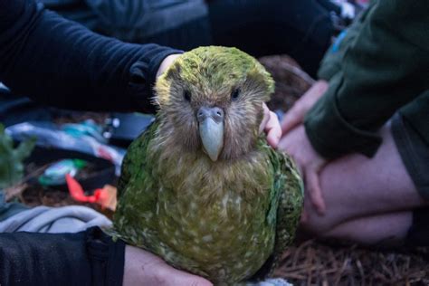 Kakapo Parrot, Budgies, Parrots, Puffins Bird, Endangered, Beautiful ...