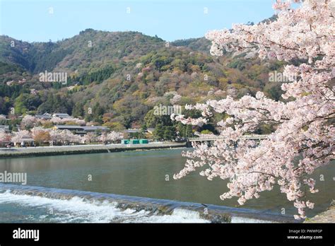 Cherry blossoms in Kyoto Arashiyama Stock Photo - Alamy