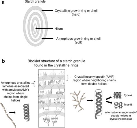 a Schematic view of the structure of a starch granule, with alternating... | Download Scientific ...