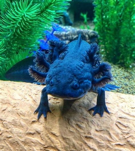 Blue Axolotls: Myth or Reality?