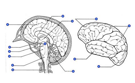 Basic Brain Anatomy Diagram | Quizlet