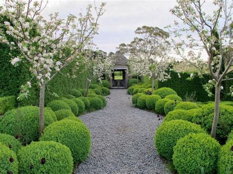 Bangay Blooms | The Potted Boxwood