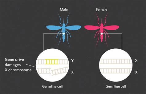 Using Gene Drives to Limit the Spread of Malaria | The Scientist Magazine®