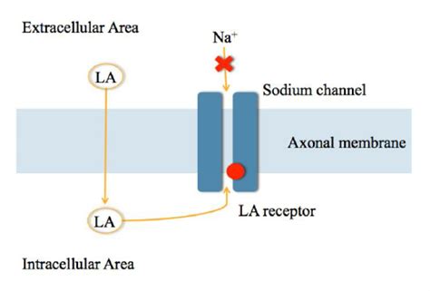 Anesthesia Mechanism Of Action