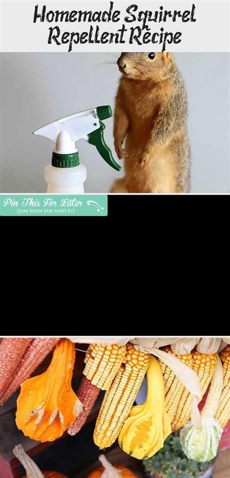 This easy to make homemade squirrel repellent spray will keep the ...