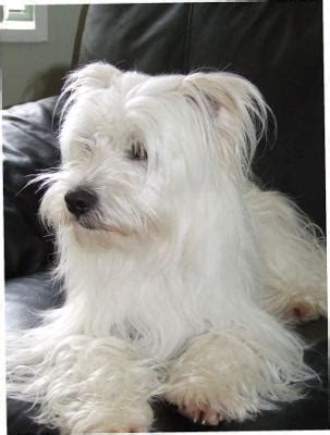 Maltese and Westie Mix Dog