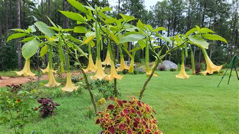 How my angel trumpet propagation is growing. - YouTube