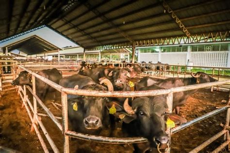 Yamang Bukid Farm gets imported carabaos for milk production