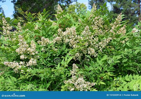 Flowers of Sacred Bamboo or Nandina Domestica Stock Photo - Image of ...