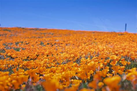 15 Magical California Poppy Fields + Best Month To View Them