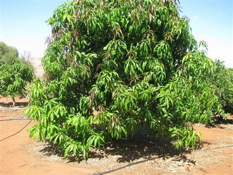 Free photo: Mango Tree - Fresh, Garden, Green - Free Download - Jooinn