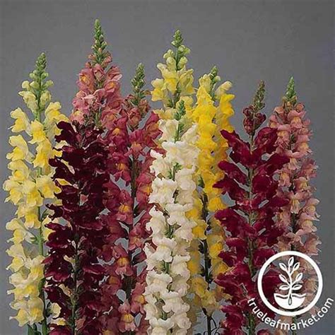 23 of the Best Snapdragon Varieties to Grow at Home