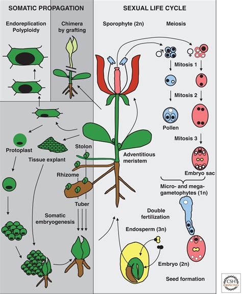 Epigenetic Regulation in Plants