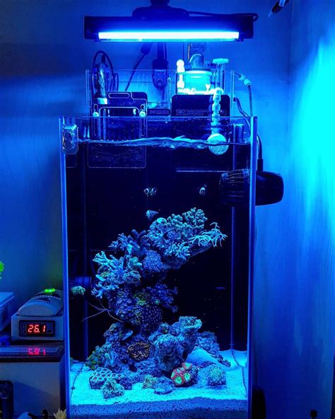 Nano Planted Tank | Cool plants, Freshwater plants, Floating plants