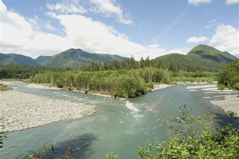 The Quinault River - Stock Image - C012/0777 - Science Photo Library