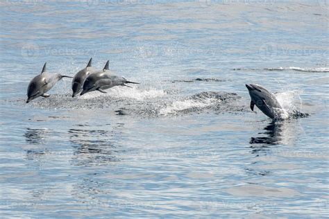 common dolphin jumping outside the ocean 12186026 Stock Photo at Vecteezy