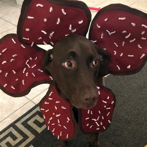 a brown dog wearing an elephant costume with white sprinkles on it's ears