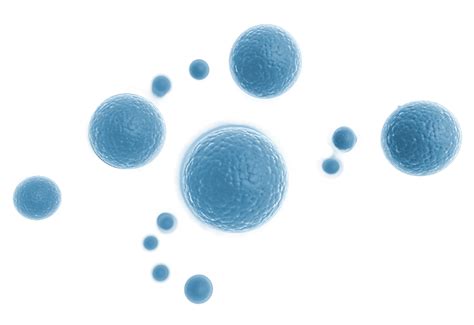 Body Cell Vector PNG Free Image - PNG All | PNG All