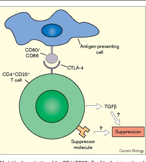 Suppressor T cells: Rebirth, function and homeostasis | Semantic Scholar