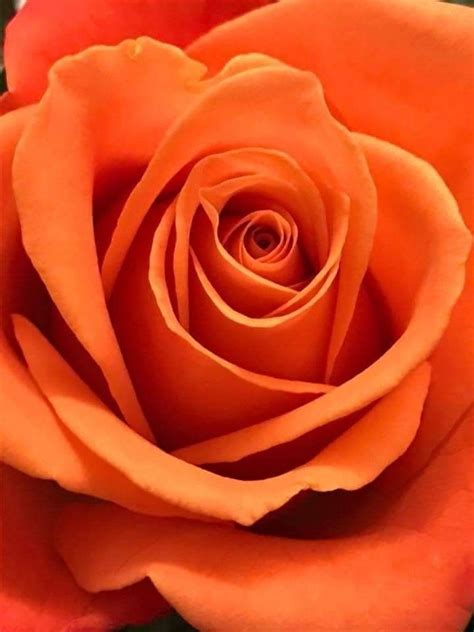 Pin by Eroom M on ORANGE....... ☼☼☼☼☼☼☼ | Beautiful rose flowers, Orange roses, Beautiful roses