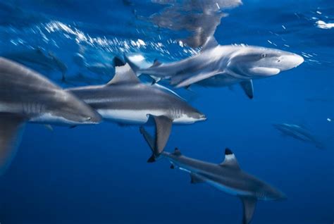 Blacktip Reef Shark: Key Facts, Lifespan, Habitat and Information - Discovery UK