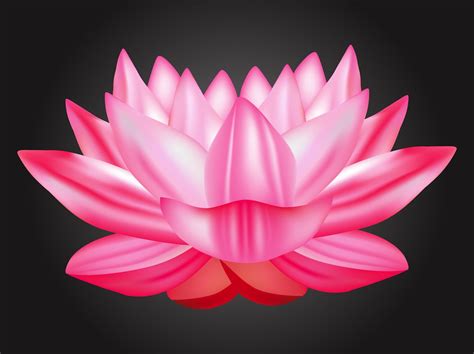 Lotus Vector Vector Art & Graphics | freevector.com