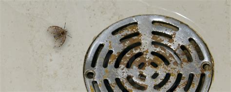 Are Drain Flies Harmful? - Dodson Pest Control