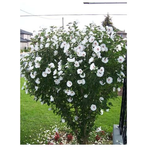 White Rose of Sharon 1 Gallon Potted Plant White Althea | Etsy