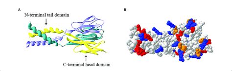 | Trimeric structure of human resistin. (A) Ribbon model of resistin ...