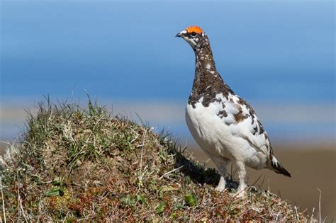 Rock Ptarmigan Hunting - All Alaska Outdoors Lodge - Soldotna, AK