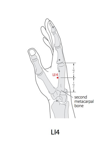 Acupuncture Point: Large Intestine 4 - Acupuncture Technology News