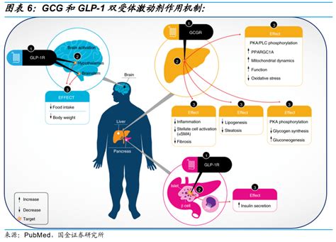 医药行业GLP~1专题分析报告：从降糖药到减肥药，GLP~1风云再起__财经头条