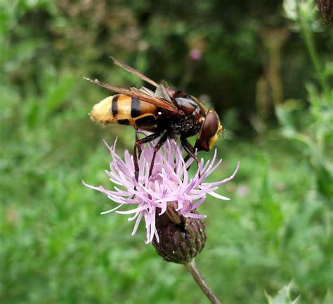 Urban Pollinators: Meet the Hornet Hoverfly (Volucella zonaria)