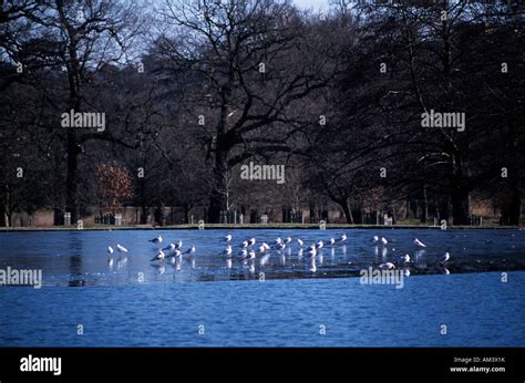 Winter in Richmond Park London Stock Photo - Alamy