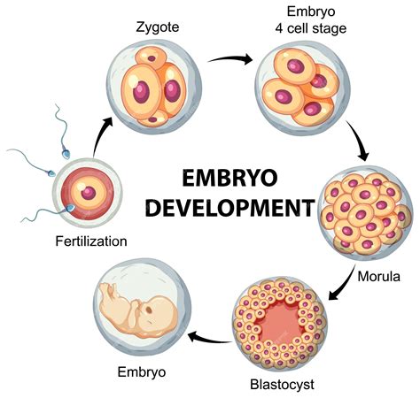 Free Vector | Human embryonic development in human infographic