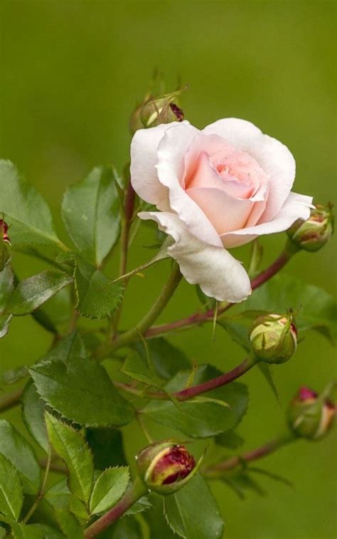 www.floriferous-garden.com | Beautiful rose flowers, Beautiful flowers ...