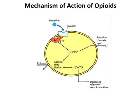 Mechanism Of Action Of Opioid Analgesics