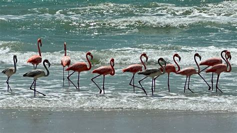 Wild flamingos spotted on Bay area beaches